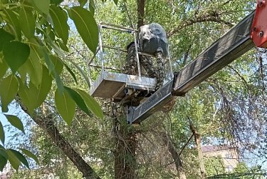 В детских садах ликвидированы аварийные деревья